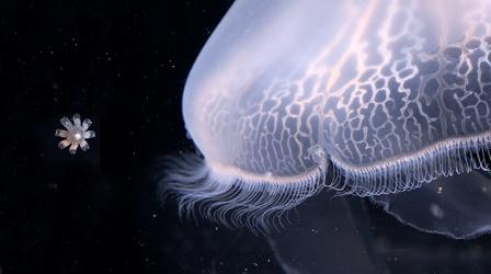 Video thumbnail: Deep Look Mom, Where Do Baby Jellyfish Come From?